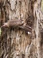 wattle bird